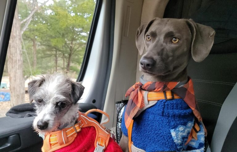 Skye and Paisley - Larry Burklow Jr’s dogs at his home in Leslie, Missouri